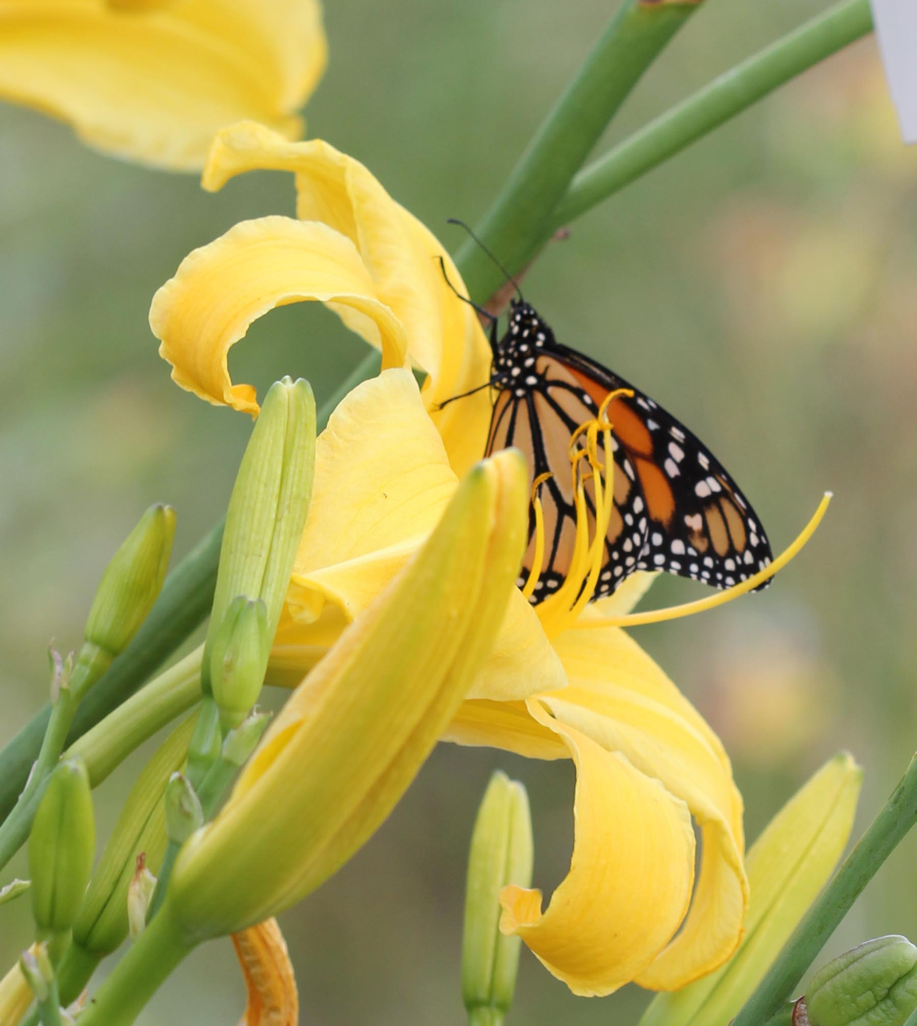 Monarch in Sears Tower